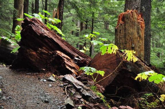 Caminhada em floresta de Sitka, no sudeste do Alaska